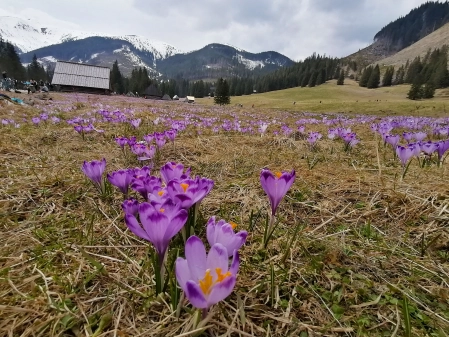 Krokusy na w Tatrach. Zobacz, jak piękna jest wiosną na Polanie Chochołowskiej